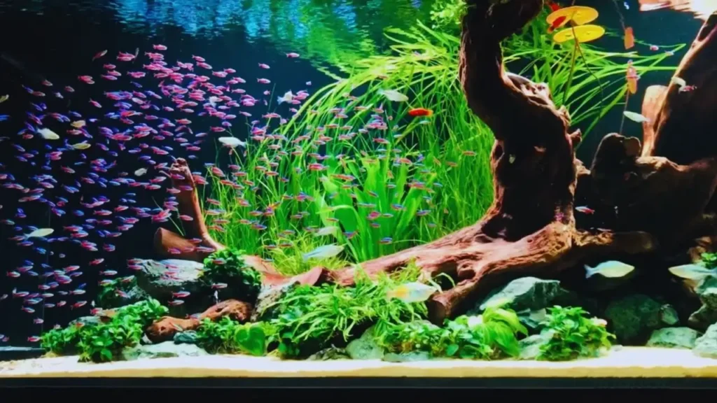 Neon Tetra Fish Tank Ideas