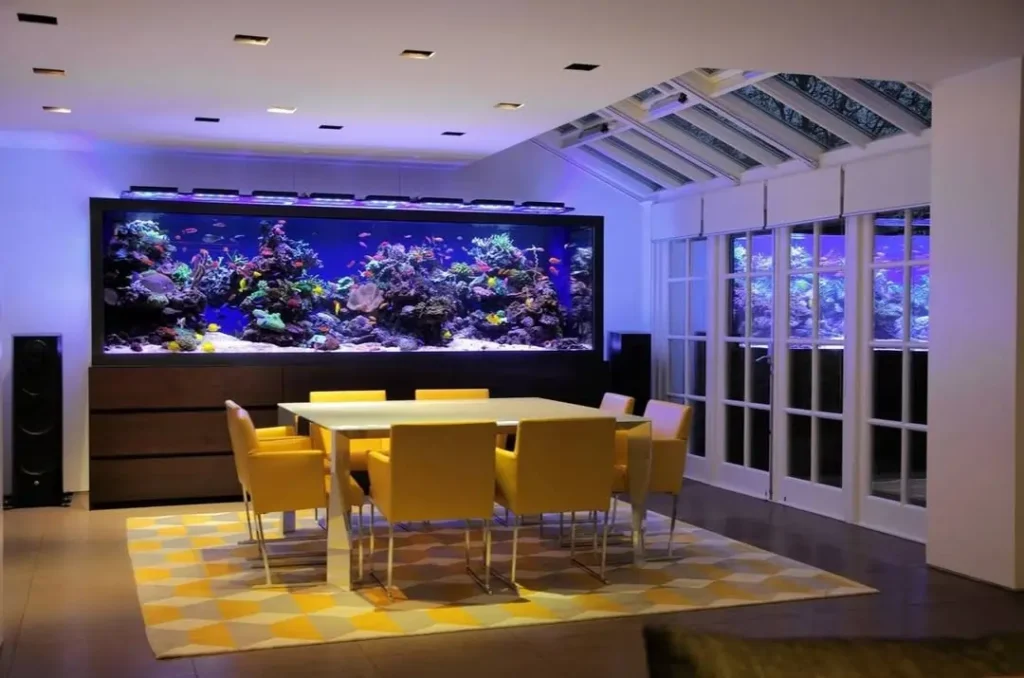 Neon Tetra Fish Tank Ideas