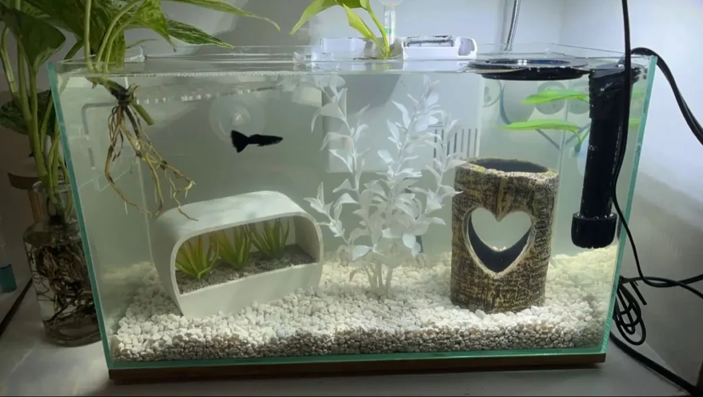 Fish Tank Ideas for Small Space