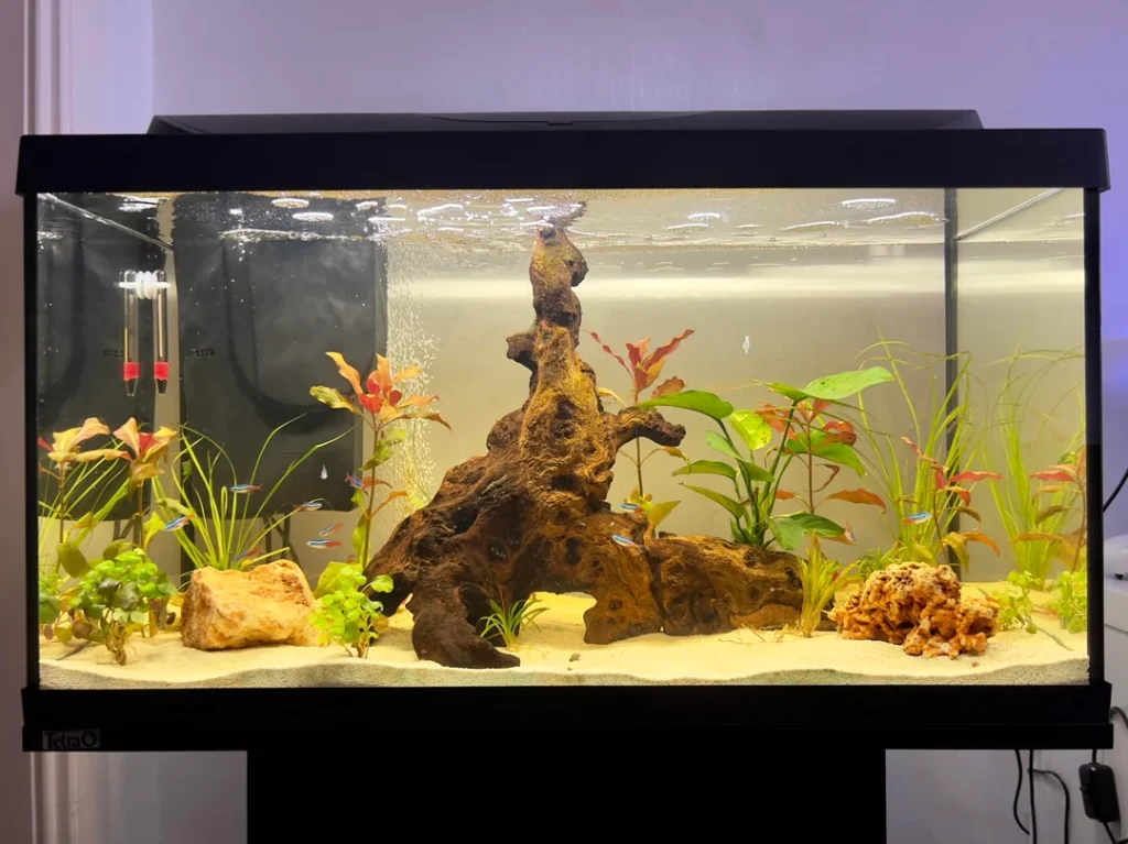 Neon Tetra Fish Tank Ideas