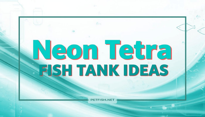 Neon Tetra Fish Tank Ideas