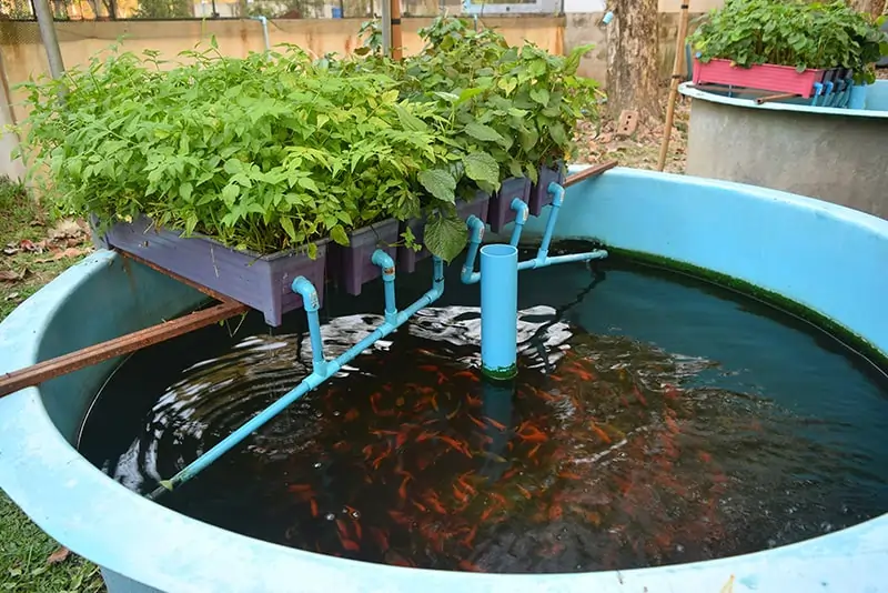 Fish Tank Ideas For Garden