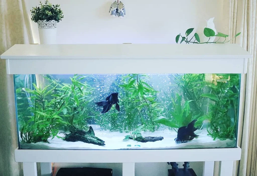 Black Moor Fish Tank Ideas