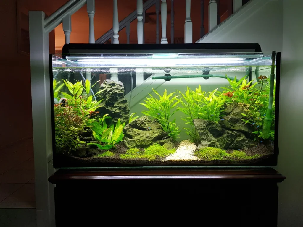 Neon Tetra Fish Tank Ideas