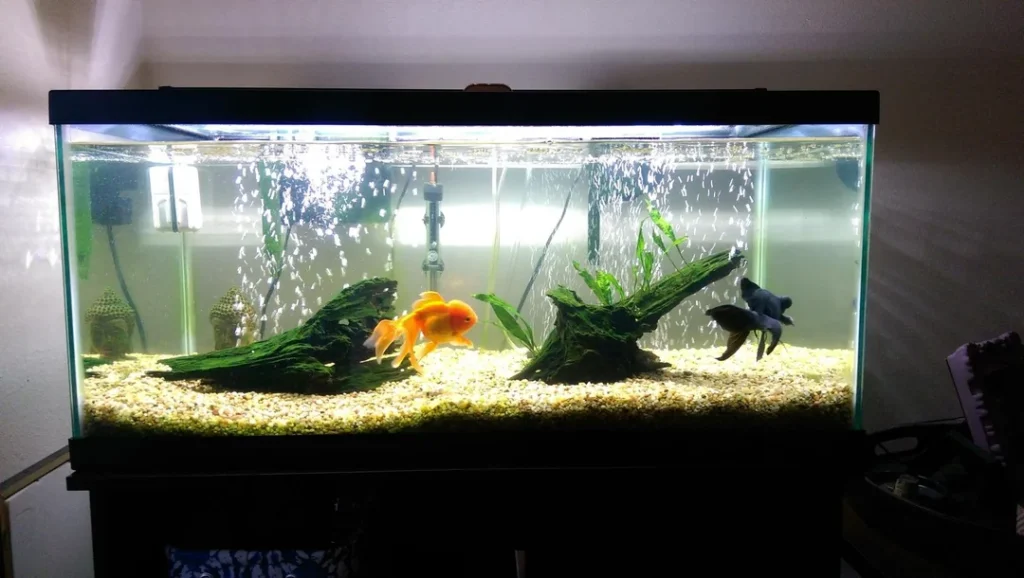 Black Moor Fish Tank Ideas
