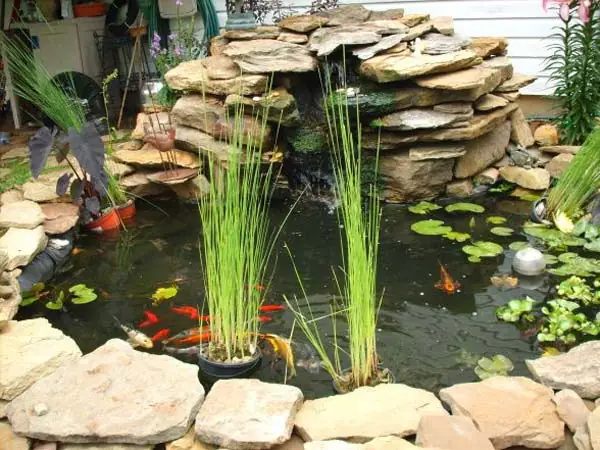 Fish Tank Ideas For Garden