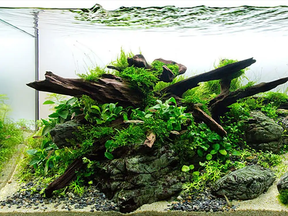 Black Moor Fish Tank Ideas