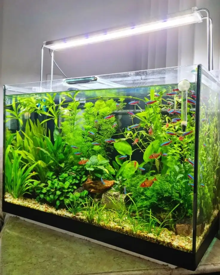 Neon Tetra Fish Tank Ideas