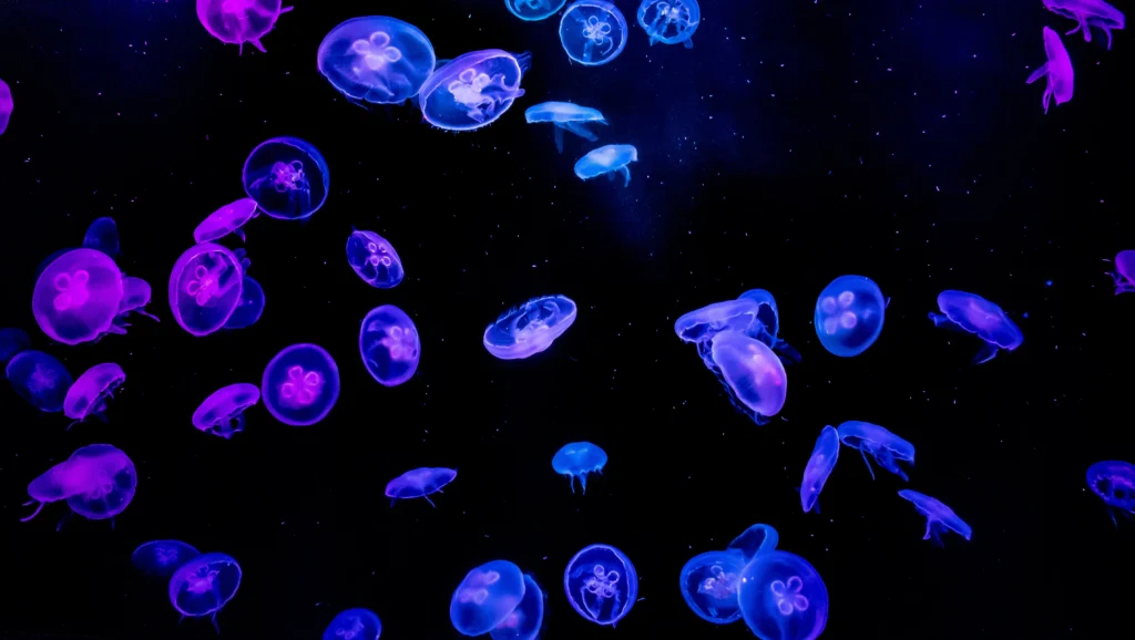 100+ JellyFish Desktop Wallpaper Ideas