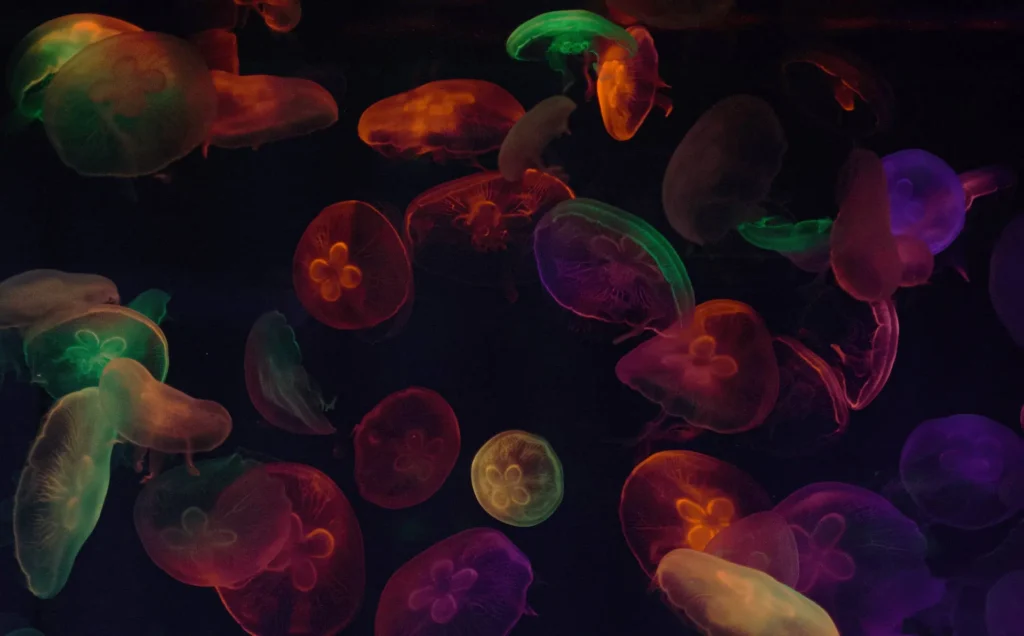 100+ JellyFish Desktop Wallpaper Ideas