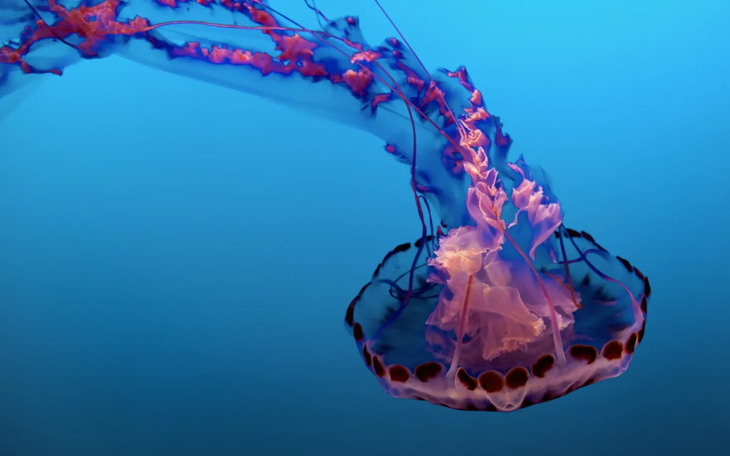 100+ JellyFish Desktop Wallpaper Ideas
