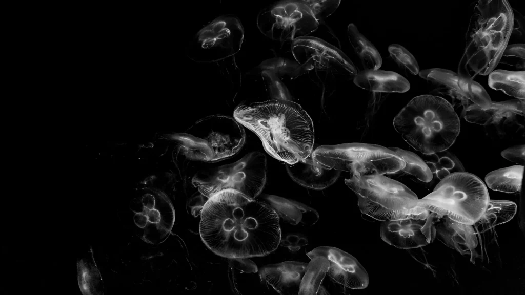 100+ JellyFish Desktop Wallpaper Ideas