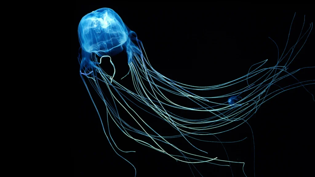 100+ JellyFish Desktop Wallpaper Ideas