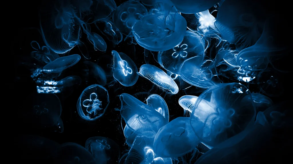 100+ JellyFish Desktop Wallpaper Ideas
