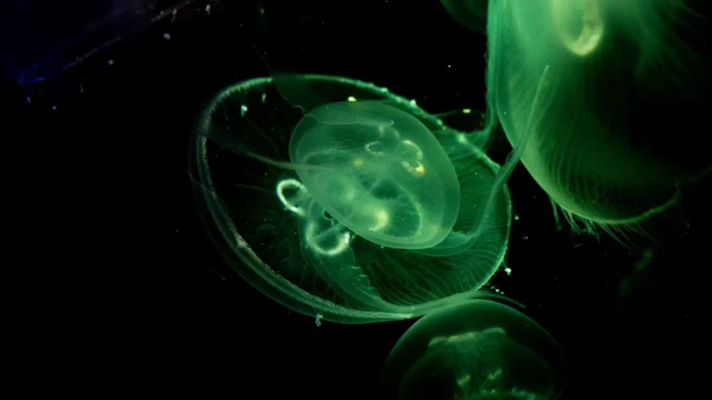 100+ JellyFish Desktop Wallpaper Ideas