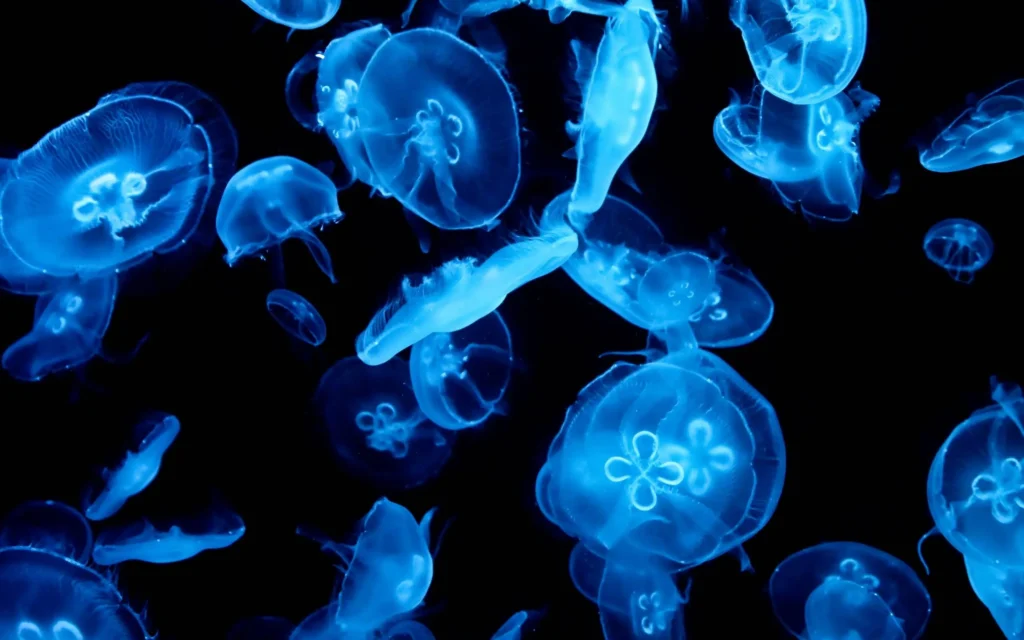 100+ JellyFish Desktop Wallpaper Ideas