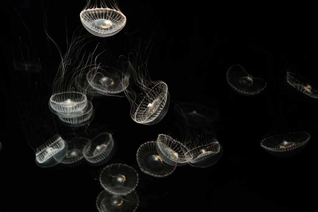100+ JellyFish Desktop Wallpaper Ideas