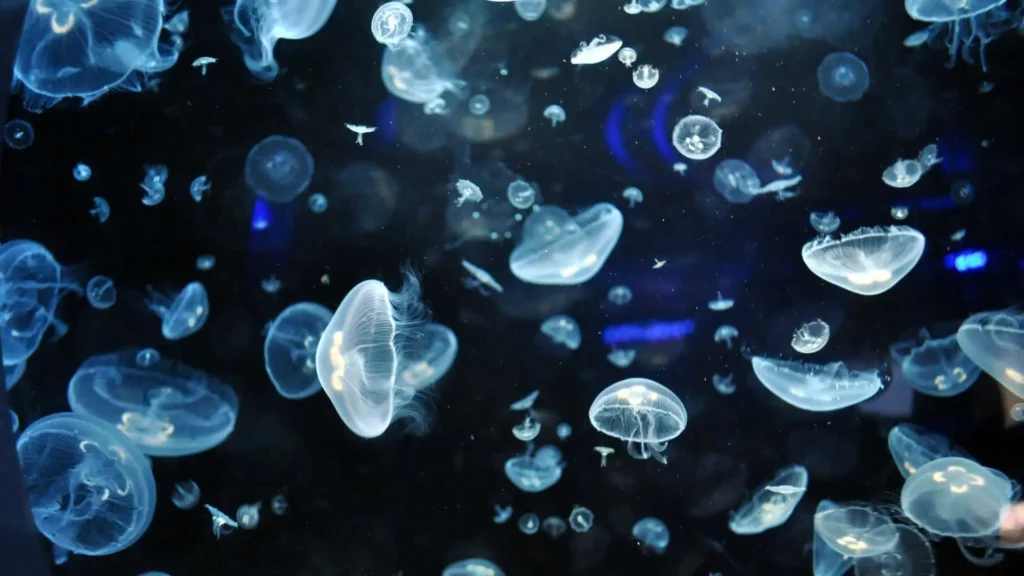 100+ JellyFish Desktop Wallpaper Ideas
