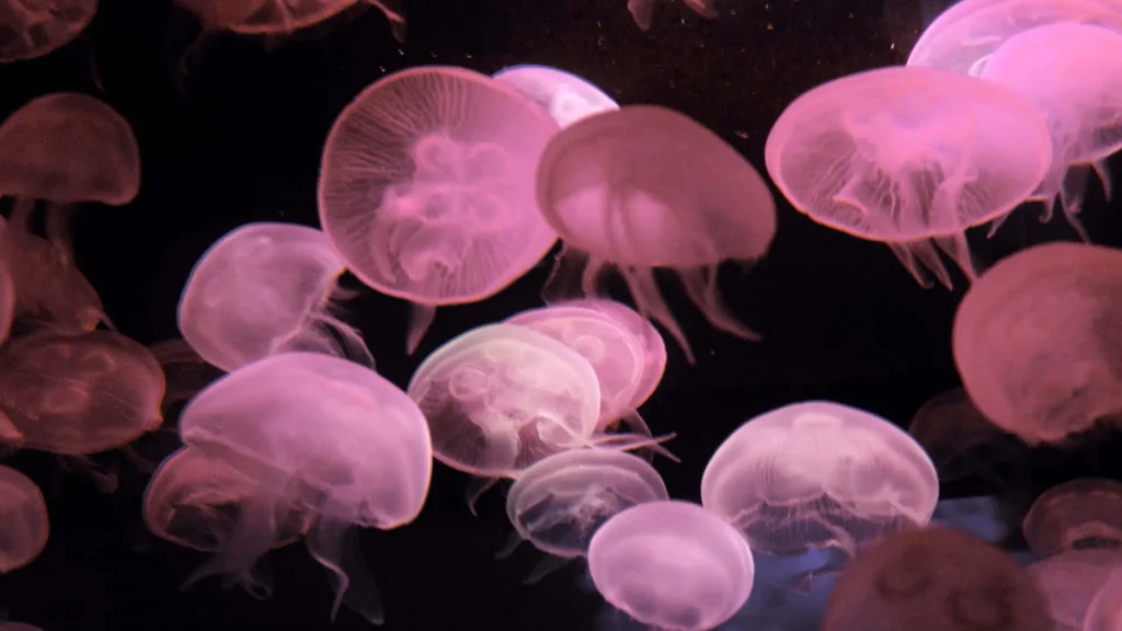 100+ JellyFish Desktop Wallpaper Ideas