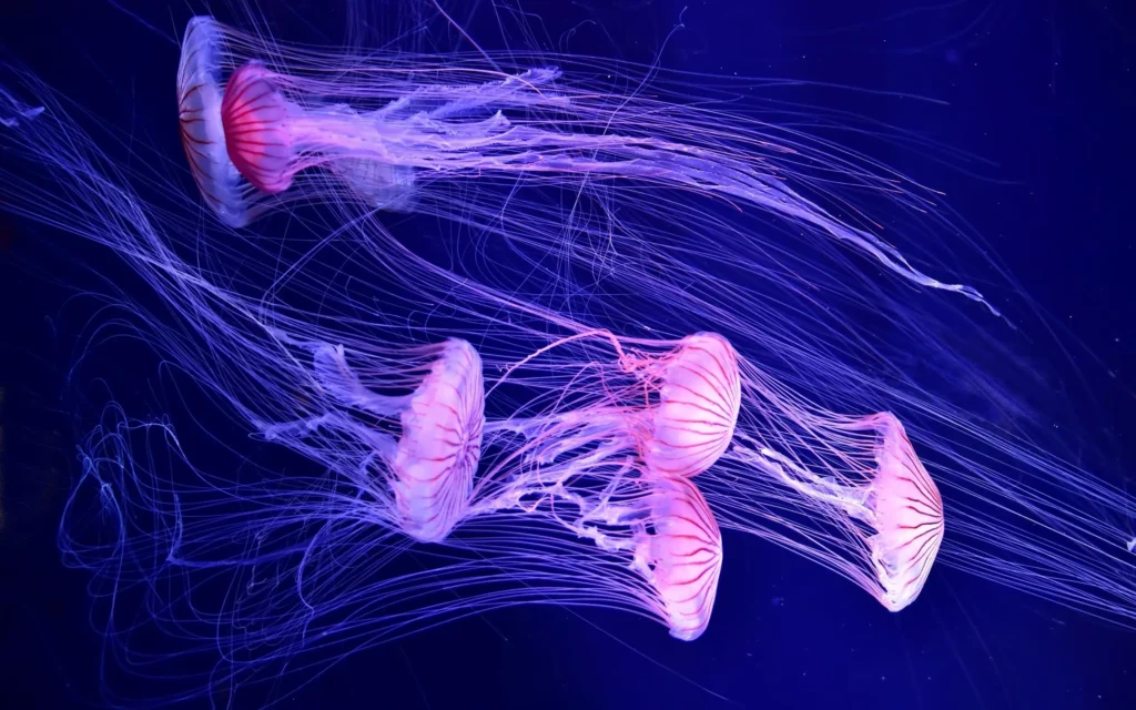 100+ JellyFish Desktop Wallpaper Ideas