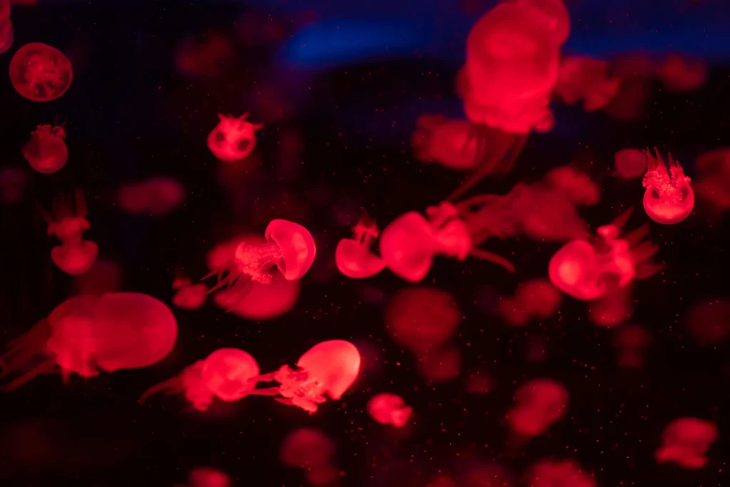 100+ JellyFish Desktop Wallpaper Ideas